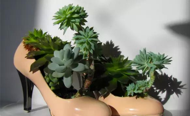 无锡多肉植物的配盆，个性化花盆选择！
