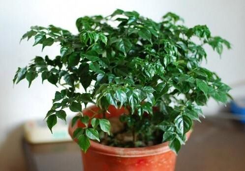无锡如何正确清洗植物租摆的叶片？