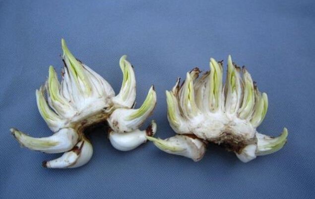 无锡如何选购水仙鳞茎，养好花从买花开始！