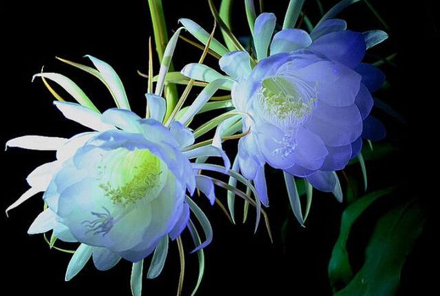 无锡昙花为什么多在夜间开放？