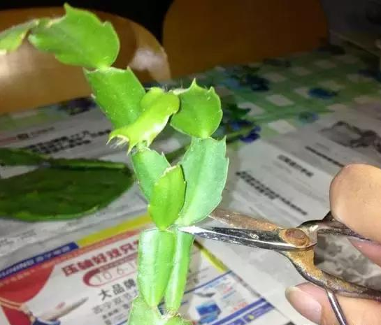 无锡学会修剪，蟹爪兰才能花开不断！