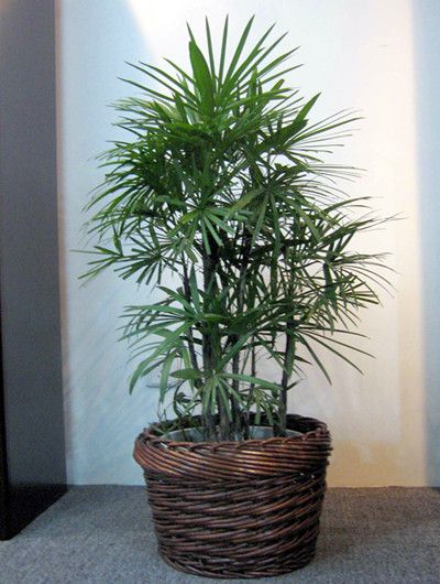 无锡棕竹的种植方面与注意事项
