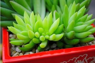 无锡如何挽救烂根的多肉植物?