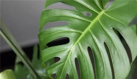 无锡既好看又吸毒的的绿植物花卉租摆汇总