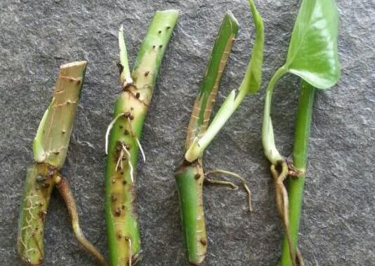 无锡快速挽救绿萝烂根落叶的方法