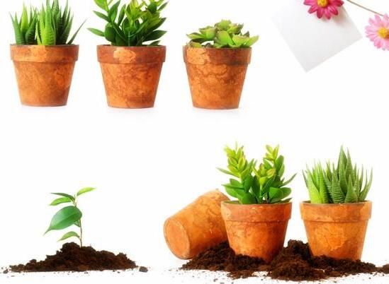 无锡如何给你的盆栽花卉绿植租摆土壤消毒
