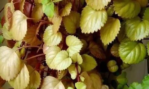 无锡客厅里放盆吸烟植物，再也不怕二手烟