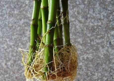 无锡想让富贵竹快速生根，只需一个小技巧就搞定