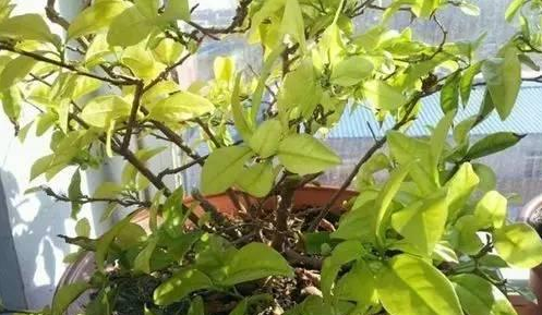 无锡双色茉莉花叶子发黄掉落怎么回事？