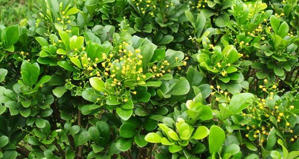 无锡出人意料，吸收甲醛效果好的竟是它？