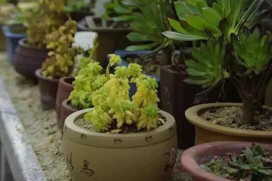 无锡什么花总是养不活，因为你忽略了这些细节