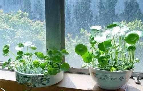 无锡铜钱草越冬应该怎么养？