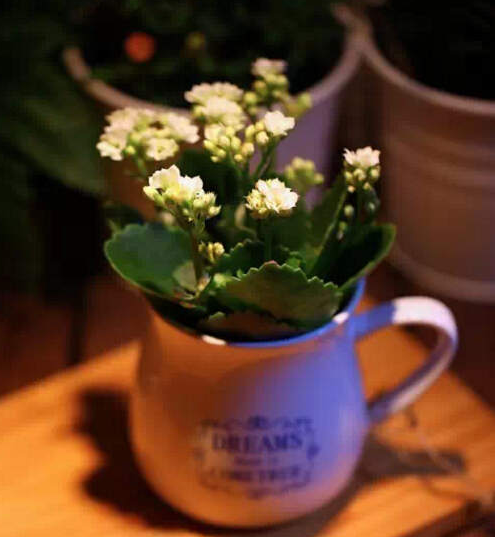 无锡长寿花有毒吗？长寿花可以放卧室吗?