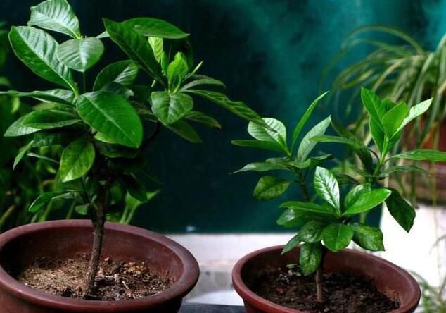 无锡栀子花这样扦插，存活率高，当年就能开花！