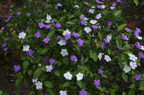 无锡双色茉莉花叶子发黄是怎么回事