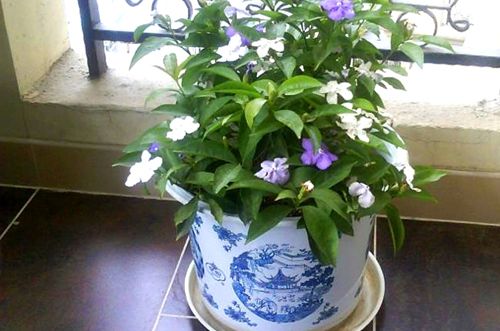 无锡双色茉莉为什么不开花