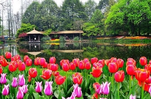 无锡适合公园种植的花草绿植有哪些