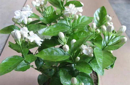 无锡茉莉花生虫是什么原因？