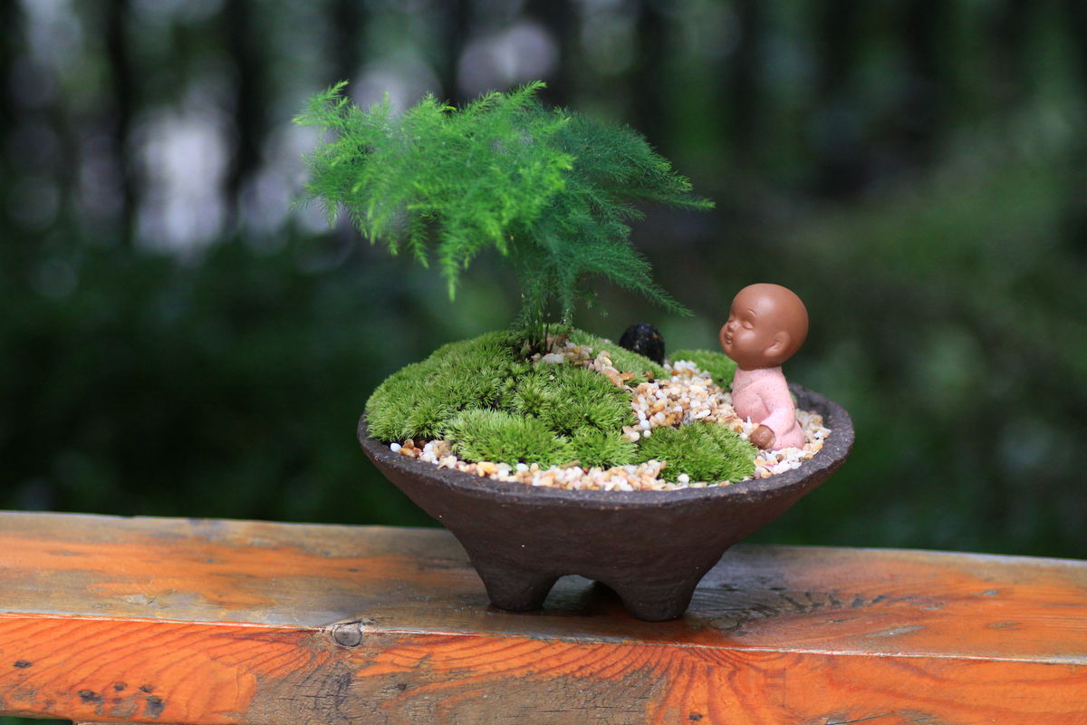 无锡绿植的室内妙用