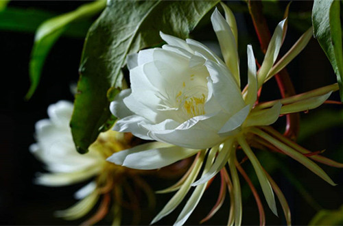 无锡昙花怎么扦插