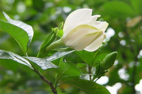无锡刚买的栀子花一直掉花苞是什么原因？