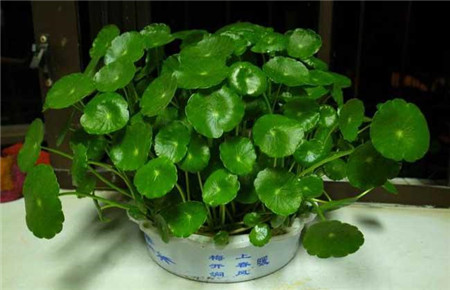 无锡铜钱草烂根了怎么救？