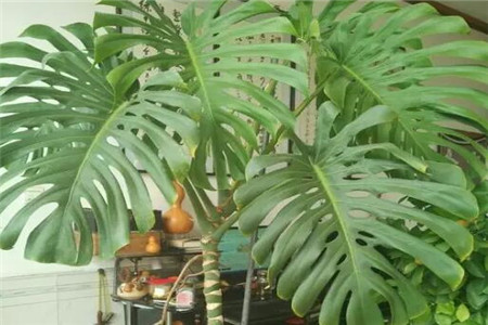 无锡吸甲醛、吸灰尘、吸毛絮更猛的植物有哪些？