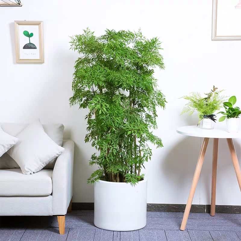 无锡福禄桐