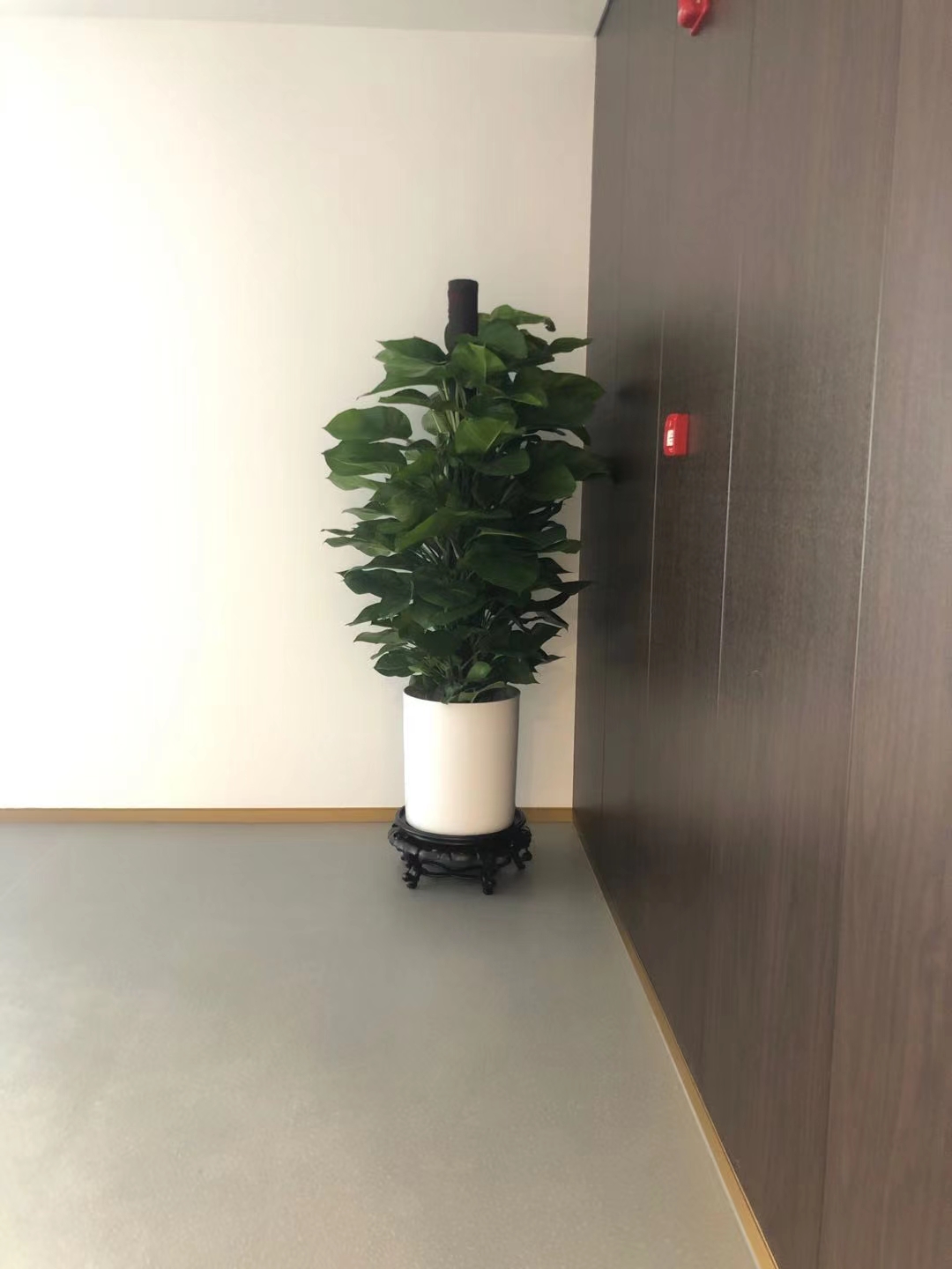 无锡绿萝