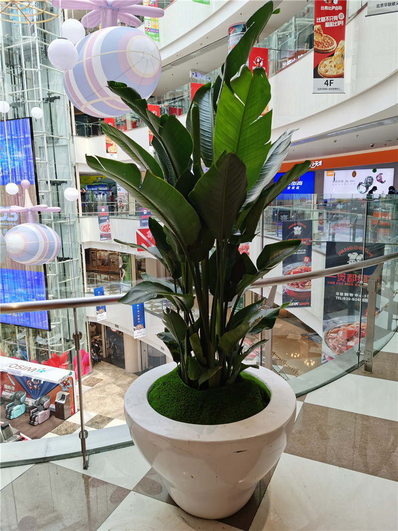 无锡花卉组合