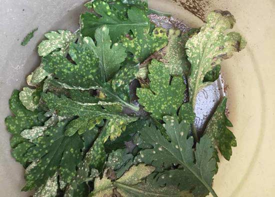 无锡菊花得了白锈病怎么治？