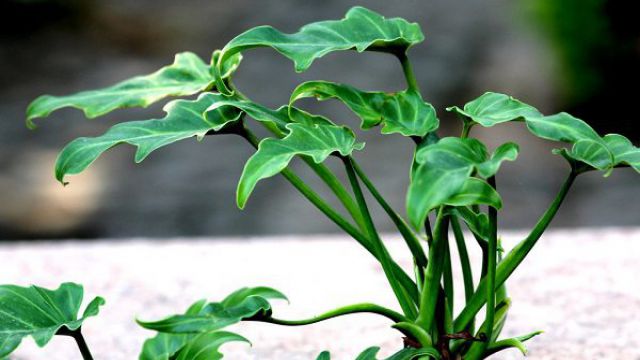 无锡观叶植物怎么修剪？