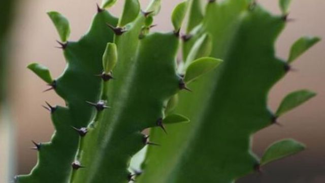 无锡龙骨花怎么施肥