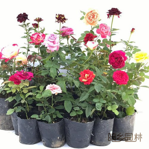 无锡花卉租摆-月季花