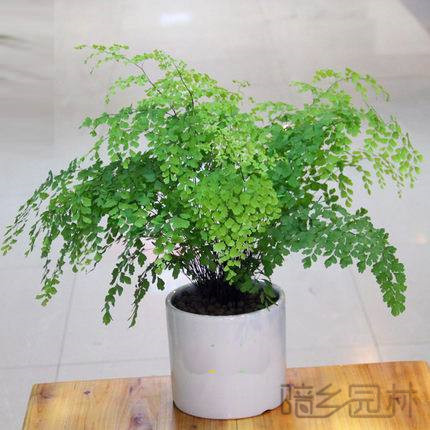无锡绿植租赁-铁线蕨