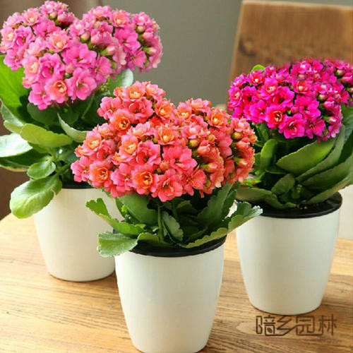 无锡花卉租摆-长寿花