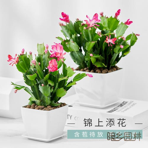 无锡花卉租摆-蟹爪兰