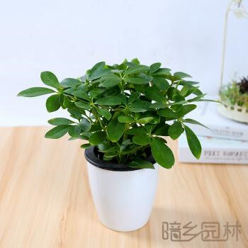 无锡绿植租赁-鸭脚木