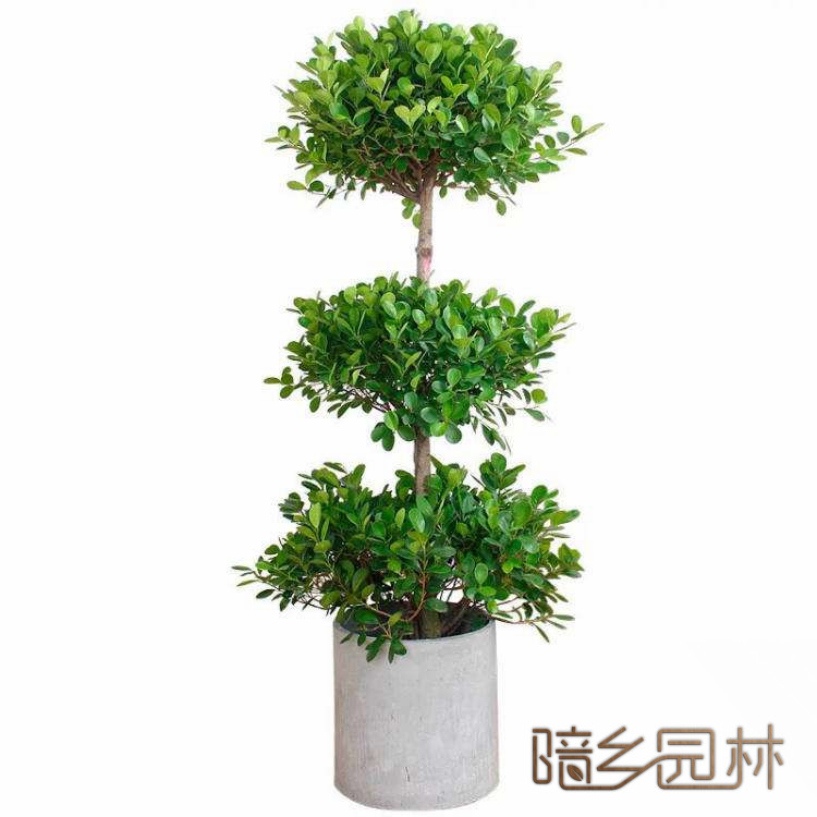 无锡绿植租赁-摇钱树