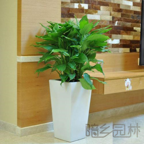 无锡绿植租赁 -万年青