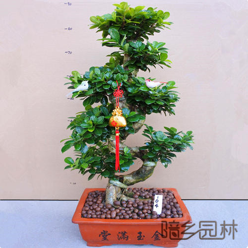 无锡绿植租赁-摇钱树盆景