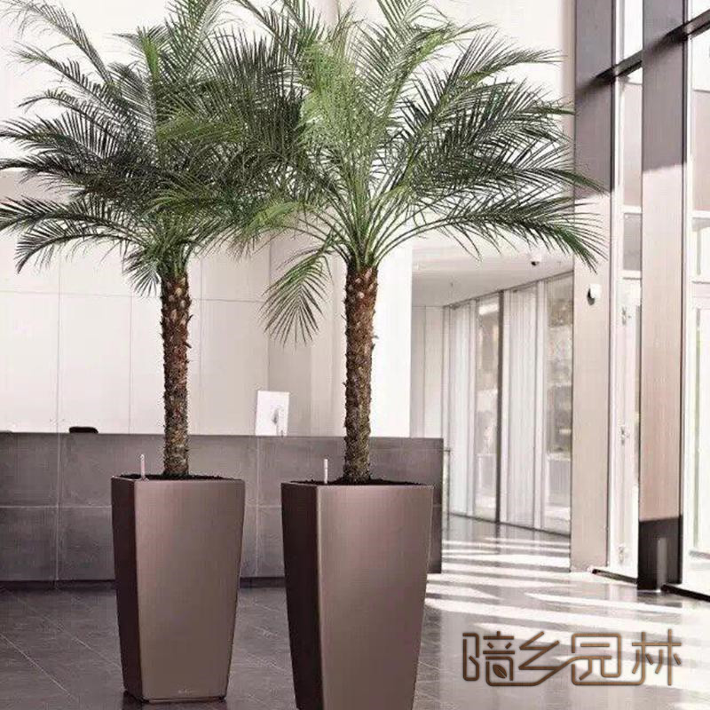 无锡绿植租赁-针葵