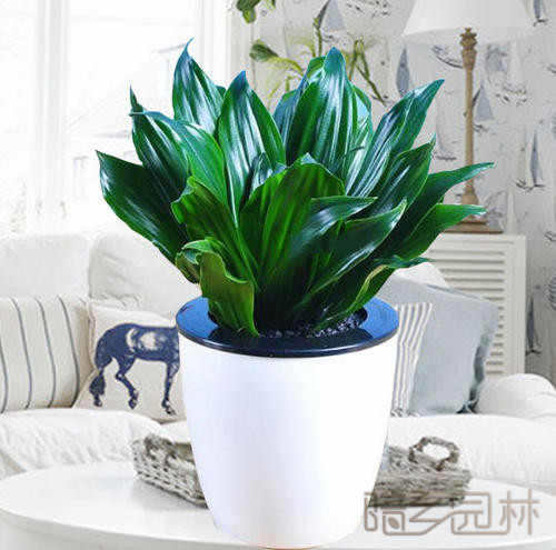 无锡绿植租赁-太阳神