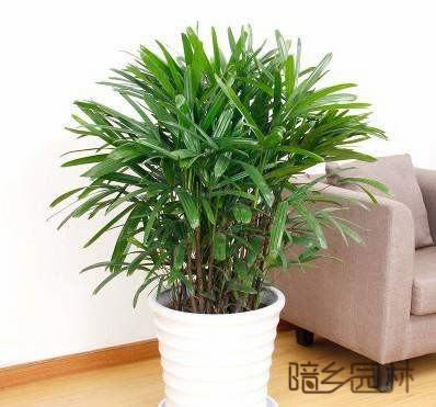 无锡绿植租赁-棕竹