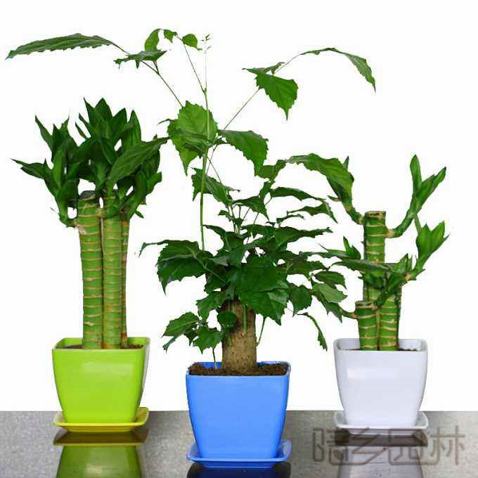 无锡绿植租赁-富贵竹