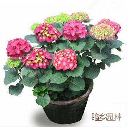 无锡花卉租摆-绣球花