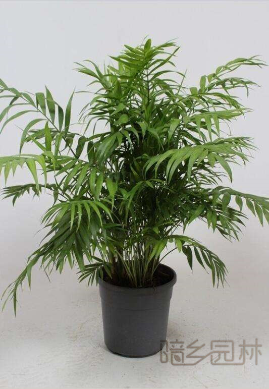 无锡绿植租赁-袖珍椰子